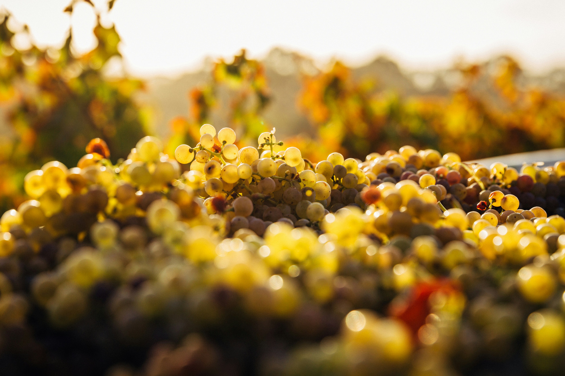 Weinverkostung am Gardasee: Entdecken Sie edle Tropfen!